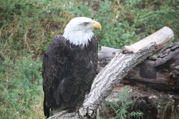 Bald Headed Eagle