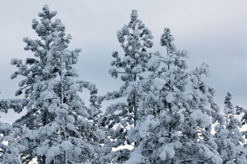 Snow in Pine Forest