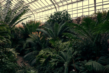 Tropical path with green tropical plants, palms and catuses at famous botanical garden in Munich