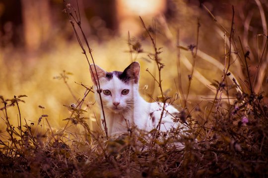 cat in the forest