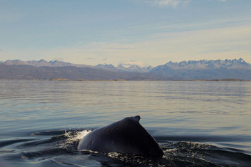 Whales in The Beagle Channel 