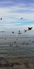 Sense of flight. Birds on the background of the sea