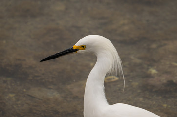 Snowy Egret fishing in shallow water. 