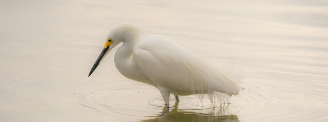 Snowy white egret hunting in shallow water on white background