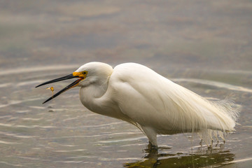 A snowy white Egret tosses a small shrimp in the air as it prepares to eat it's catch. 