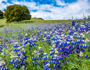 A super bloom (