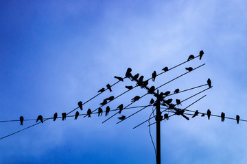 Birds on antenna