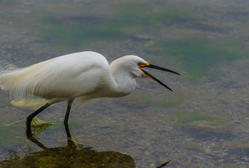 Snowy Egret with its beak open trying to catch prey 