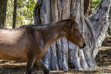 Walking Horse