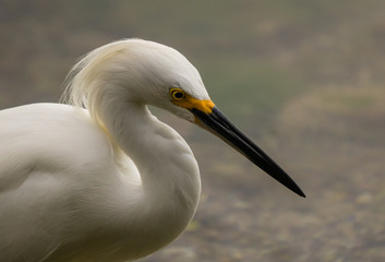 snowy egret wading in search of food