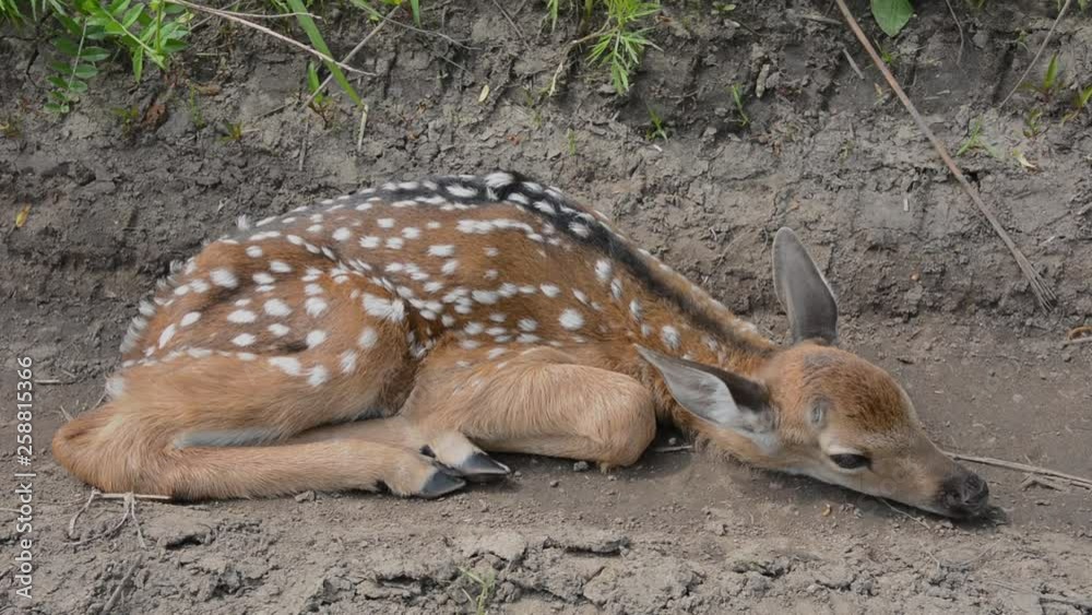 Wall mural Baby of sika deer