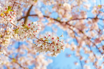 Outdoor sunny close up view of beautiful blooming Japanese cherry blossom branch, sakura tree, in spring season over deep blue sky and blurry pink tone from sakura flower background .
