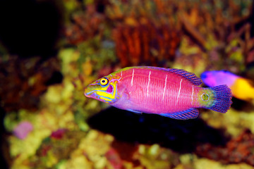 Mystery Wrasse fish - (Pseudocheilinus ocellatus) 