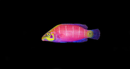 Mystery Wrasse fish - (Pseudocheilinus ocellatus) 