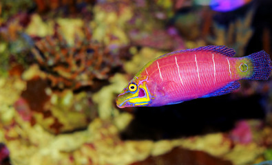 Obraz premium Mystery Wrasse fish - (Pseudocheilinus ocellatus) 