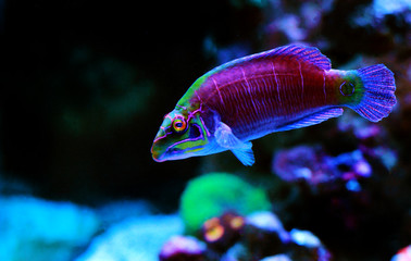 Mystery Wrasse fish - (Pseudocheilinus ocellatus) 