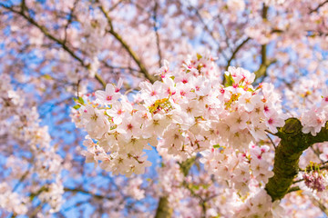 Outdoor sunny close up view of beautiful blooming Japanese cherry blossom branch, sakura tree, in spring season over deep blue sky and blurry pink tone from sakura flower background .