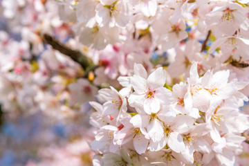 Outdoor sunny close up view of beautiful blooming Japanese cherry blossom branch, sakura tree, in spring season over deep blue sky and blurry pink tone from sakura flower background .