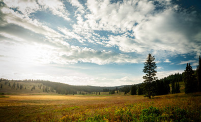 Lone Tree