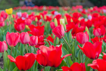 Selected focus, red tulip field garden.