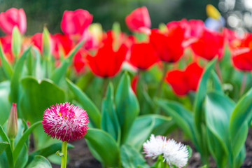 Fototapeta na wymiar Selected focus, red tulip field garden.