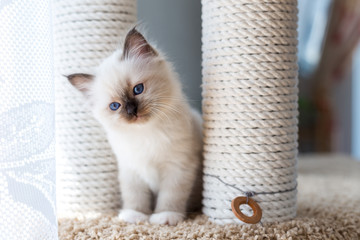 kitten cat breed sacred burma on a light background