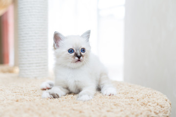 kitten cat breed sacred burma on a light background