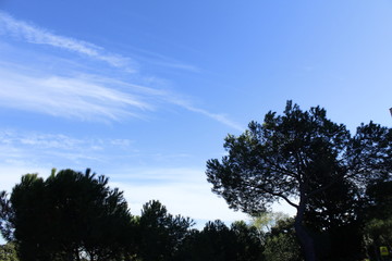 Obraz premium CIELO AZUL TRAS LOS ÁRBOLES A CONTRA LUZ, CIELO AZUL, ARBOLES, PAISAJE, NATURALEZA