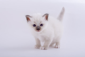kitten cat breed sacred bIrma on a white background