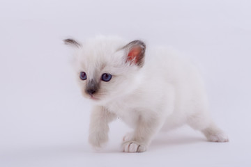 kitten cat breed sacred bIrma on a white background