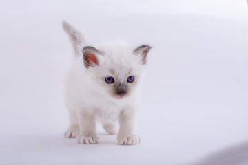 kitten cat breed sacred bIrma on a white background