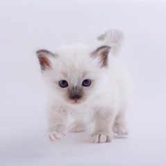 kitten cat breed sacred bIrma on a white background