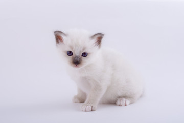 Fototapeta na wymiar kitten cat breed sacred bIrma on a white background