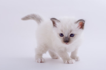 kitten cat breed sacred bIrma on a white background