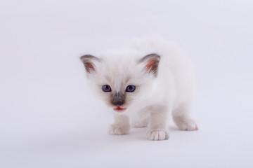 kitten cat breed sacred bIrma on a white background