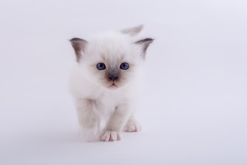 kitten cat breed sacred bIrma on a white background