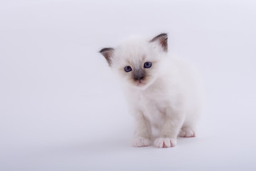 kitten cat breed sacred bIrma on a white background