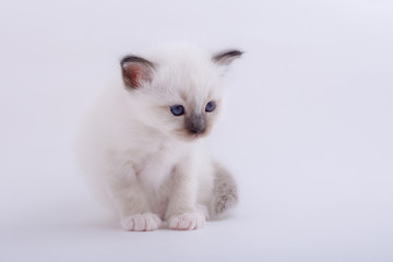 kitten cat breed sacred bIrma on a white background