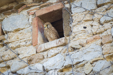 Faucon crécerelle