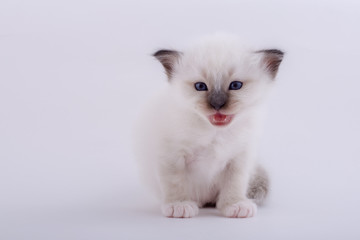 kitten cat breed sacred bIrma on a white background