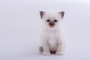 kitten cat breed sacred bIrma on a white background