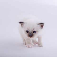 kitten cat breed sacred bIrma on a white background