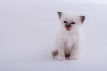 kitten cat breed sacred bIrma on a white background