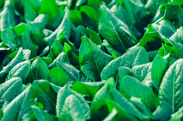  Green spinach growing at vegetable garden