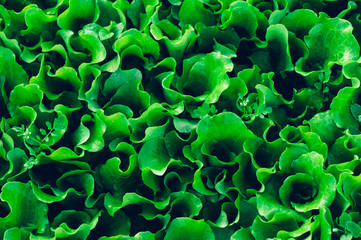 Green Lettuce in growth at vegetable garden