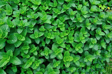 green mint plant in growth at vegetable garden