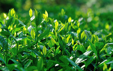 Growing green tea plants in spring mountains