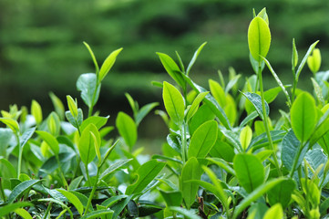 Fototapeta na wymiar Growing green tea plants in spring mountains