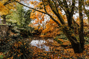 Small pond full of fallen leaves. Trees, autumn foliage at the RHS Wisley Gardens in Surrey, England.