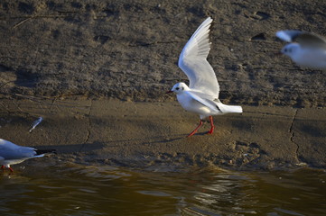 The birds of the sea